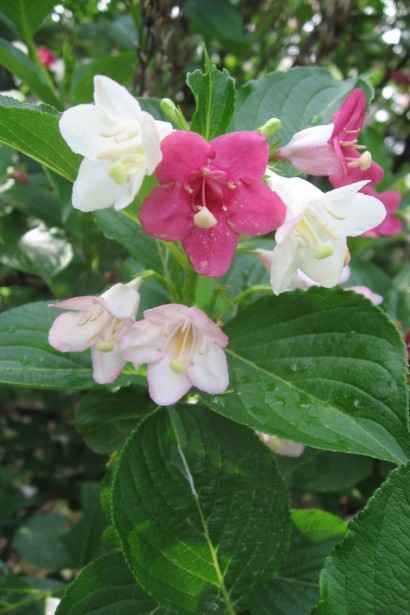 Вейгела квітуча Марджорі|Weigela Marjorie|Вейгела Марджори